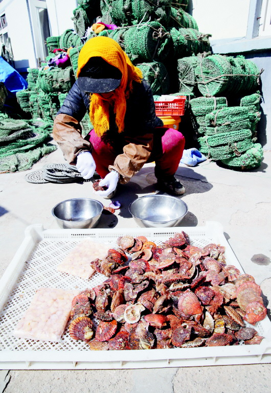 扇贝丰收季渔民捕捞忙 今年价格比往年的便宜